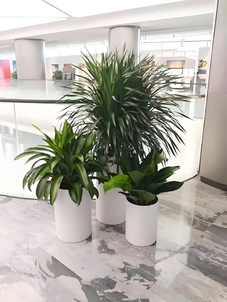 寻实惠花卉出租？北仑价格让您惊喜连连